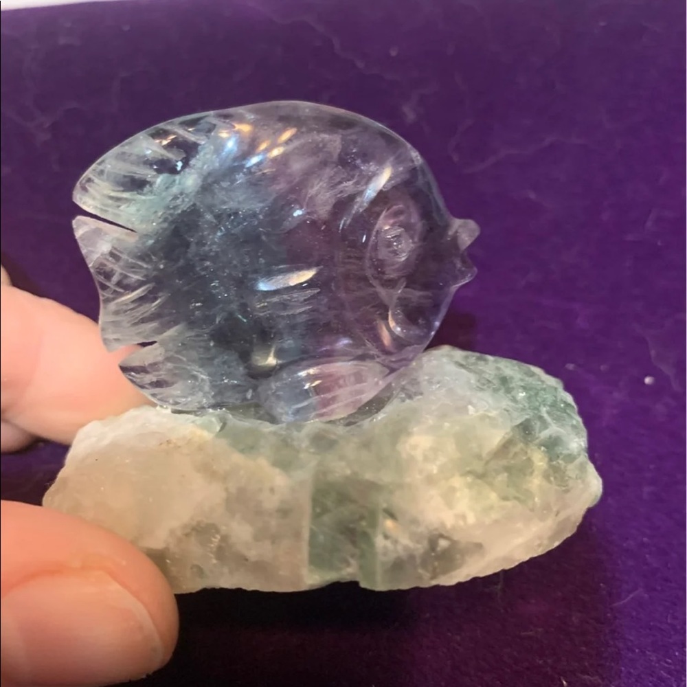 Fluorite Tropical Fish